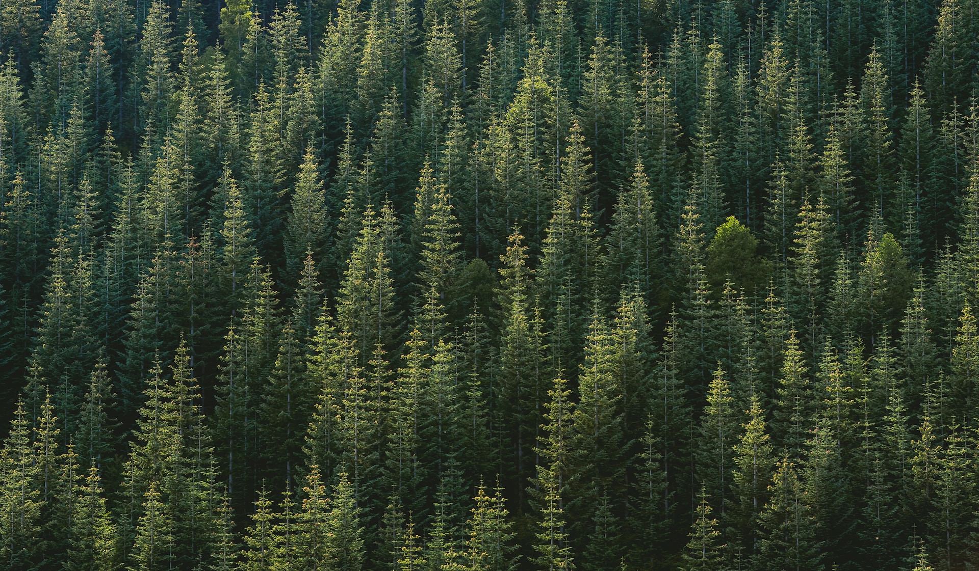Photo of trees, Mount St Helens by Jason Leem courtsey of Unsplash